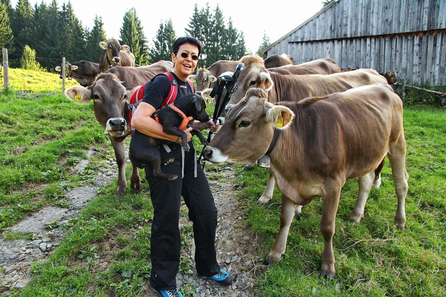 Kuhherde tötet Wanderin