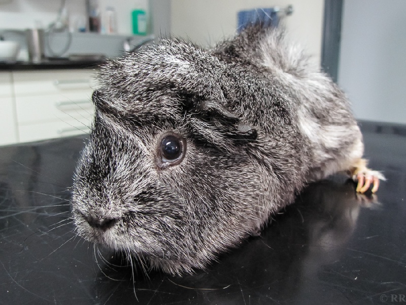 Das stille Leiden der Meerschweinchen: Blasensteine