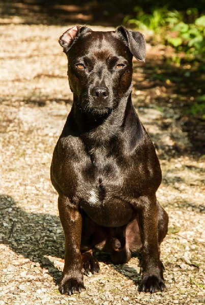 Das ABAM-Konzept: Eine revolutionäre Fütterungsmethode für den Hund