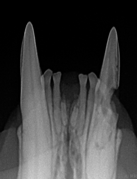 Dentalröntgen: Es geht nicht ohne!