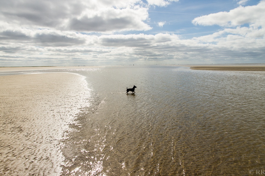 Nordseeurlaub mit Hund: Der gegängelte Hundebesitzer