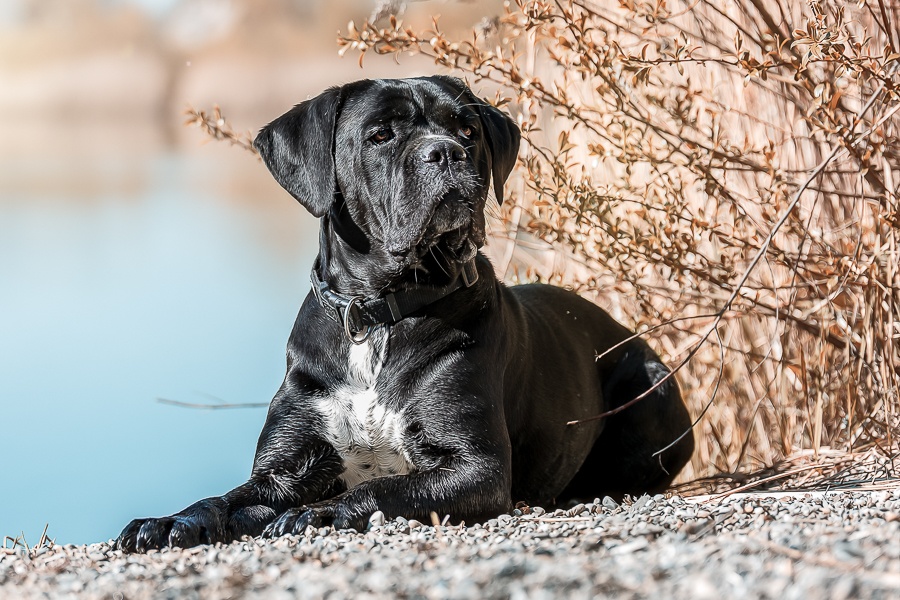 Ein Fall von Kompostvergiftung beim Hund