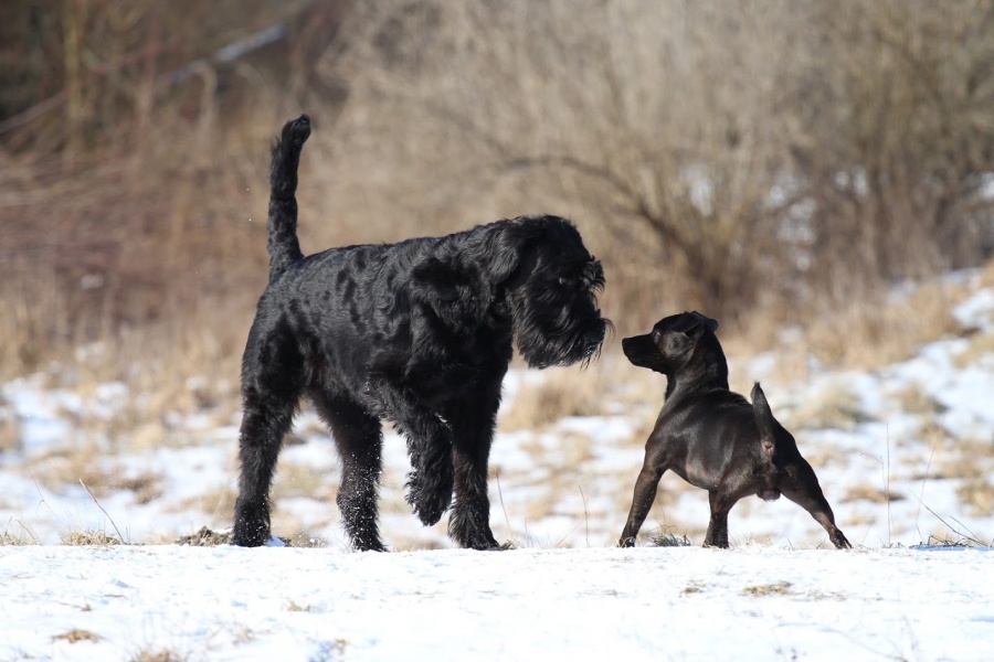 Die Analbeutel: A(rs)chillesferse vieler Hunde!