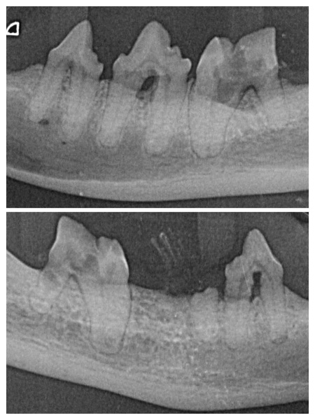 Memo to all: Katzenzahnbehandlungen ohne Dentalröntgen sind tierschutzwidriger Pfusch