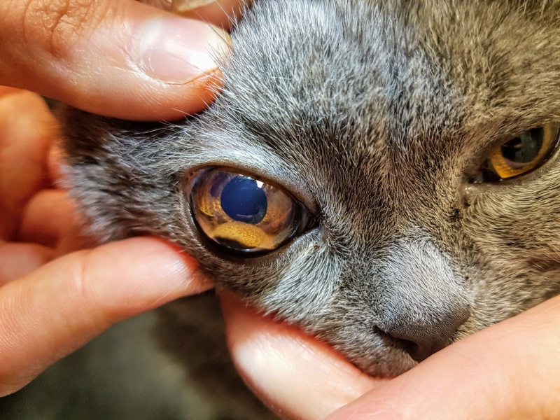 Das Irismelanom der Katze: Bösartig und häufig tödlich!