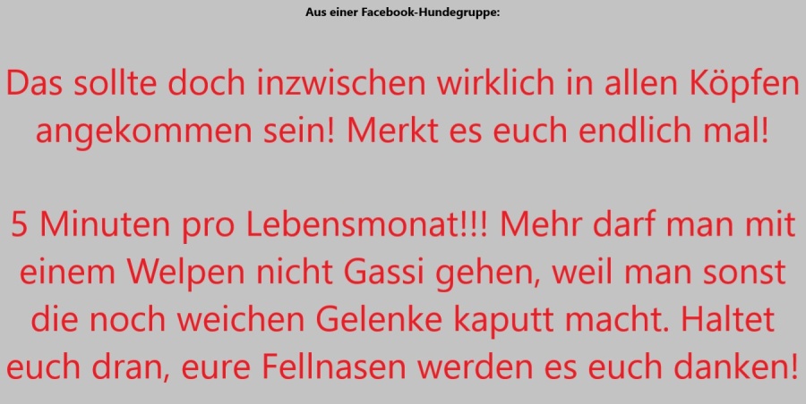 Fünf Minuten Gassi gehen pro Lebensmonat? Vernünftige Regel oder schlichter Unfug?