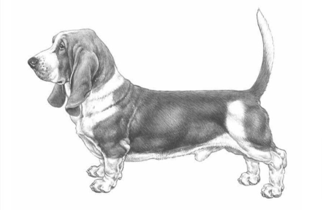 Qualzucht Basset Hound