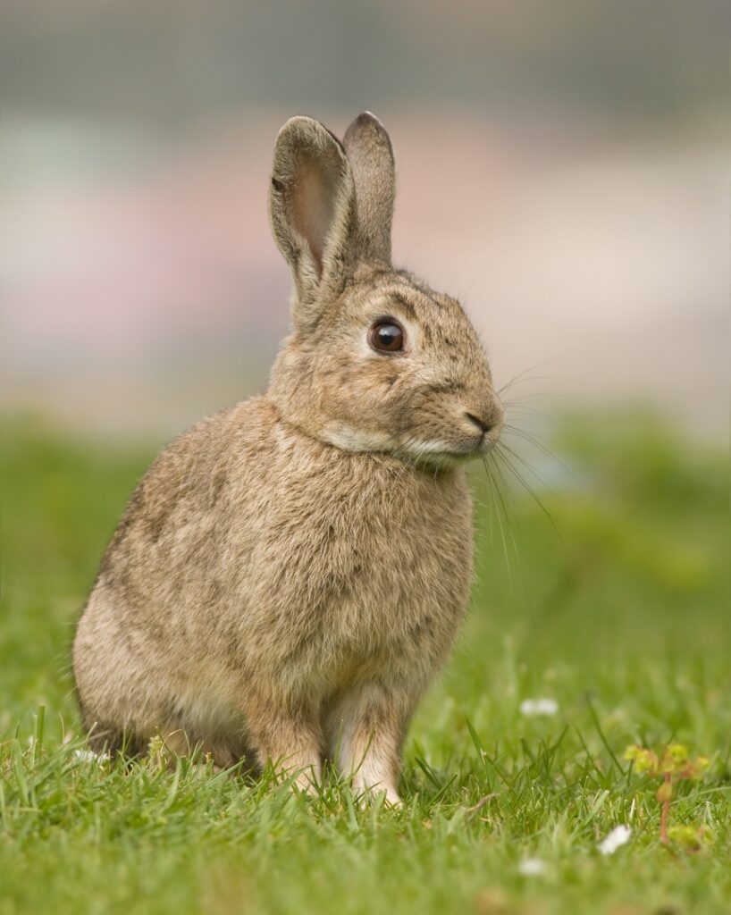 Kaninchen als Haustiere: In meinen Augen generell fragwürdig!