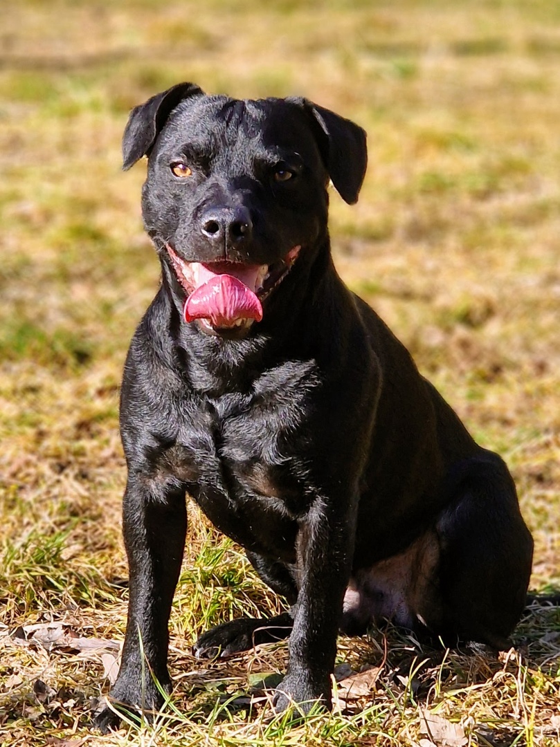 Hitzschlag beim Hund: Zwei tödliche Fehler